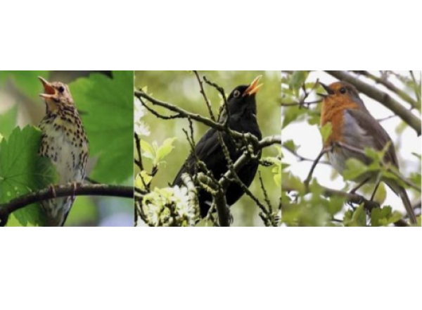 Category Sample Image