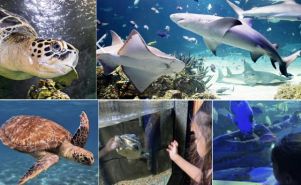 Category Sample Image