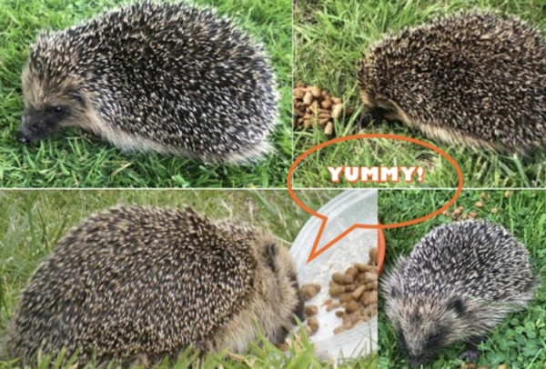 Category Sample Image