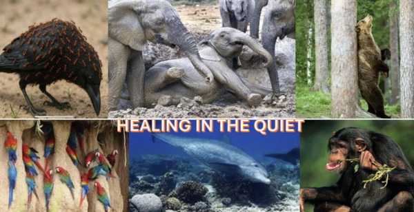 Category Sample Image