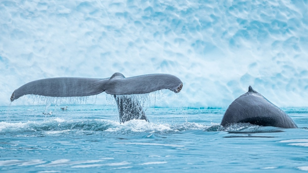 Category Sample Image