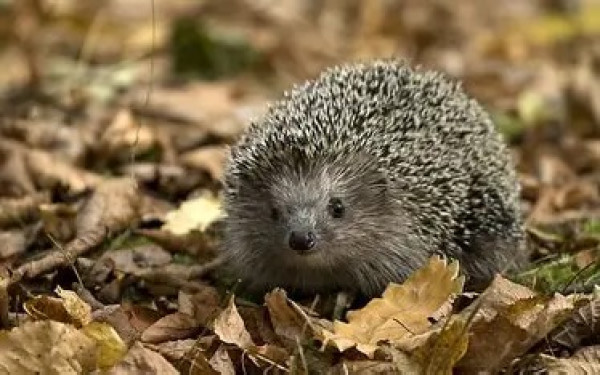 Category Sample Image