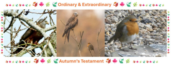 Category Sample Image