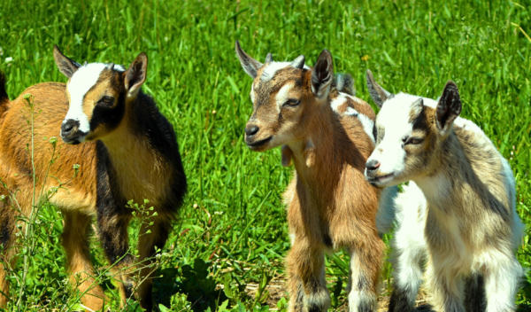 Category Sample Image