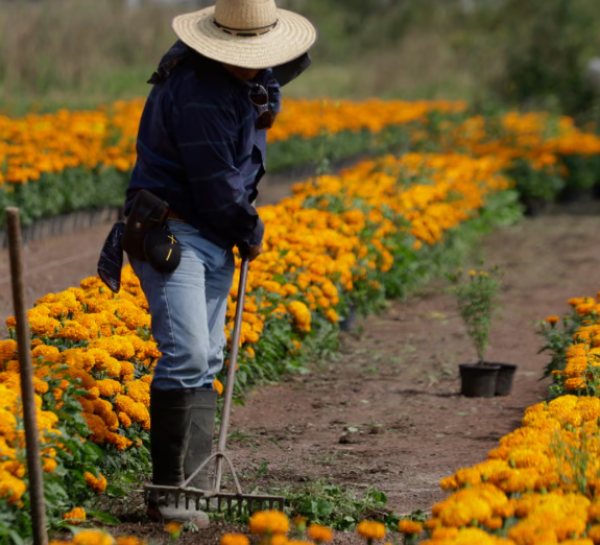 Category Sample Image