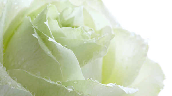 Category Sample Image