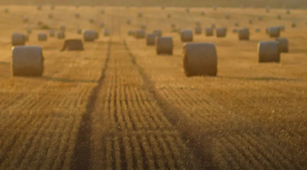 Category Sample Image