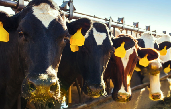 Category Sample Image