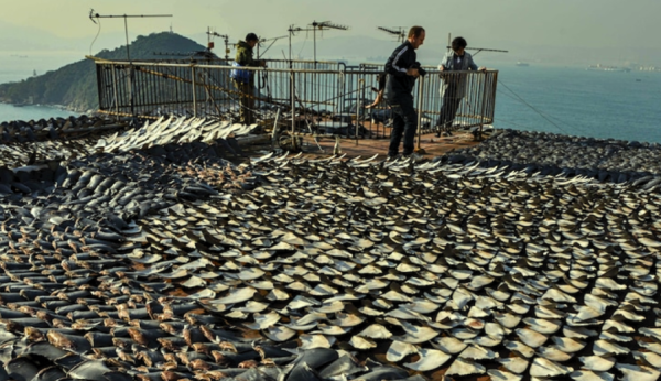 Category Sample Image