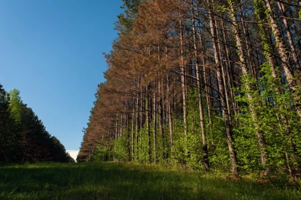 Category Sample Image