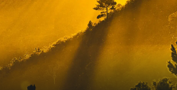 Category Sample Image