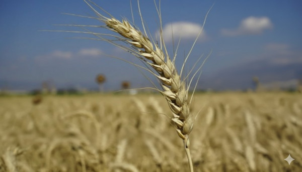 Category Sample Image