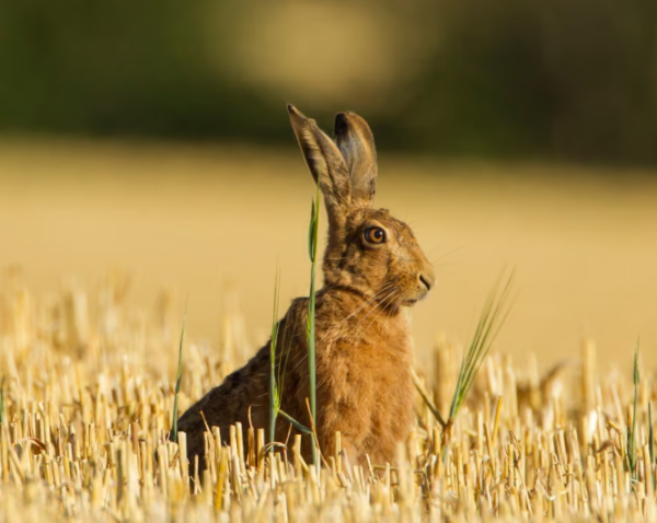 Category Sample Image