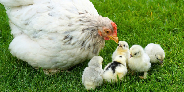 Category Sample Image