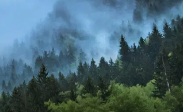 Category Sample Image