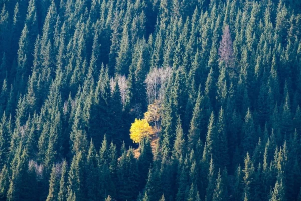 Category Sample Image