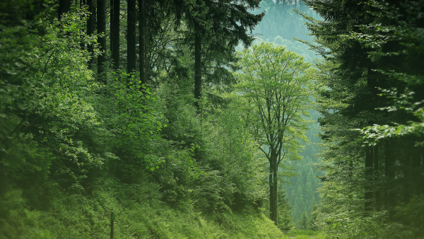 Category Sample Image