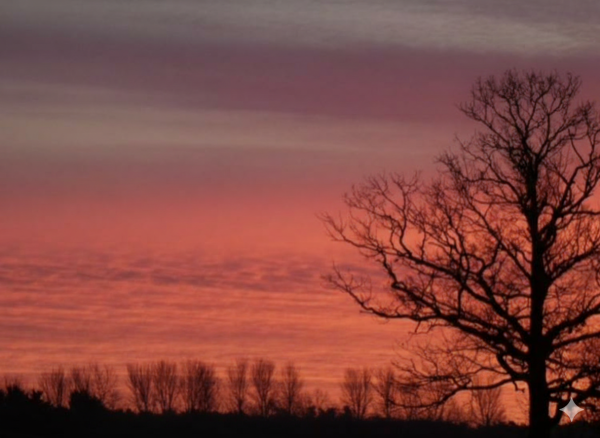 Category Sample Image