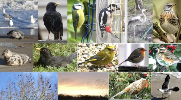 Category Sample Image