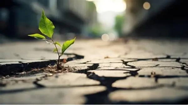 Category Sample Image