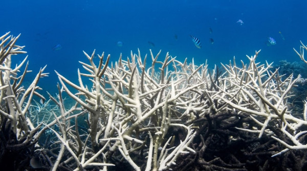 Daily global sea surface temperature hits record new high - Oceanographic