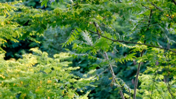 Weyerhaeuser Company-Sustainability_Report-2025