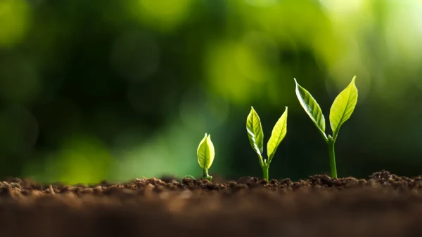 ISSB seeks feedback nature-related disclosure proposal | ESG Dive